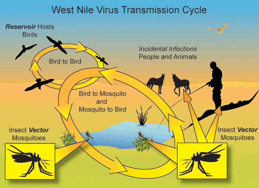 WestNileVirus-large
